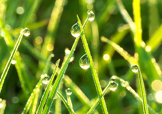 Des gouttelettes de pluie sur des brins d'herbe
